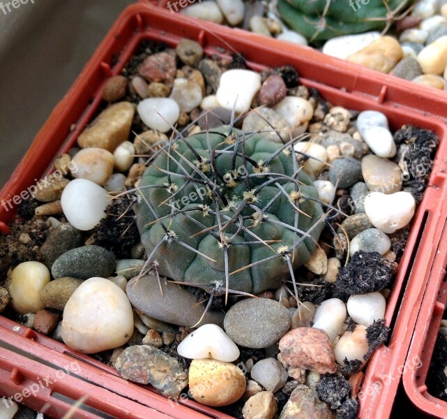 Gymnocalycium Cactus Barb Scratchy Succulent