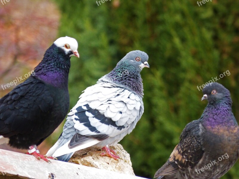 Pigeons Races Pigeon Racing Three Pigeons Free Photos