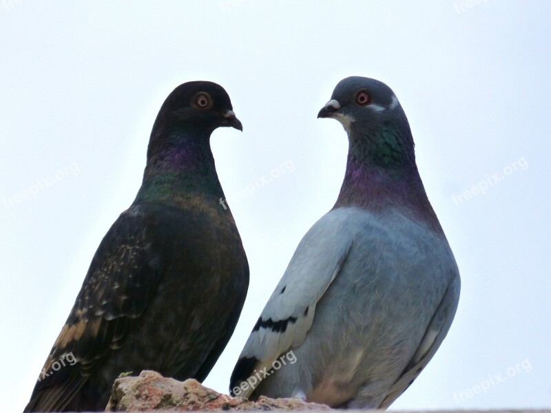 Pigeons Couple White Background Birds Fauna