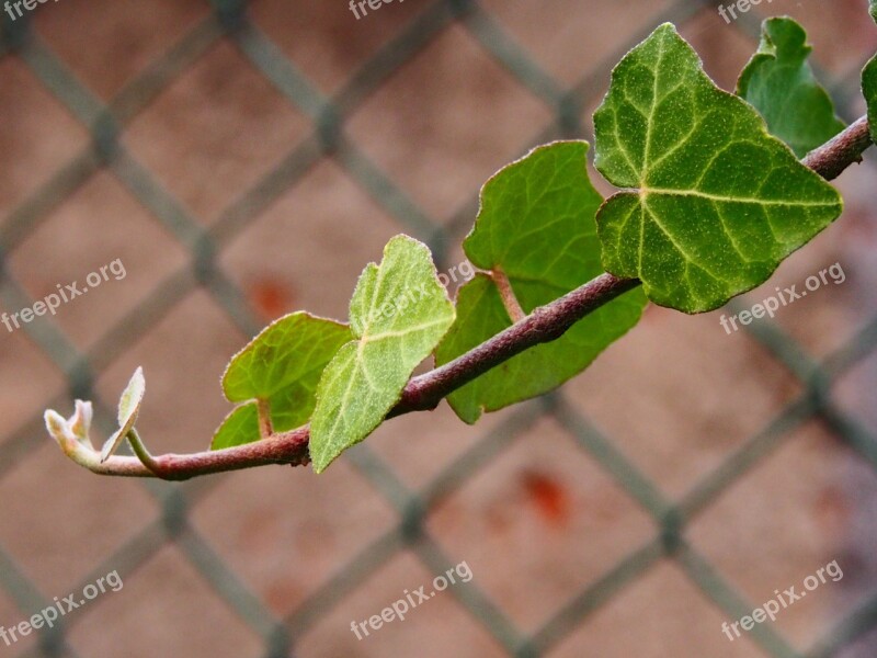 Leaf Green Young Leaves Hedge Bush