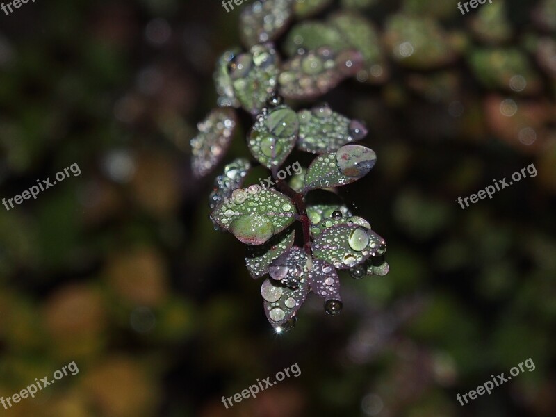 Dew Drip Drop Of Water Morgentau Leaves