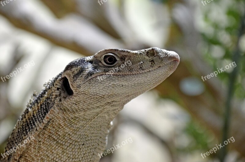 Iguana Amphibians Nature Rainforest Exotic