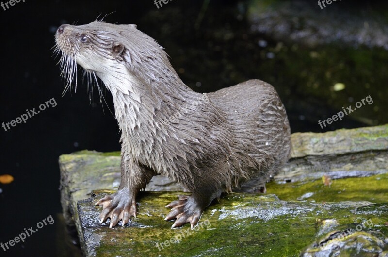 Otter Water Animal Nature Marten