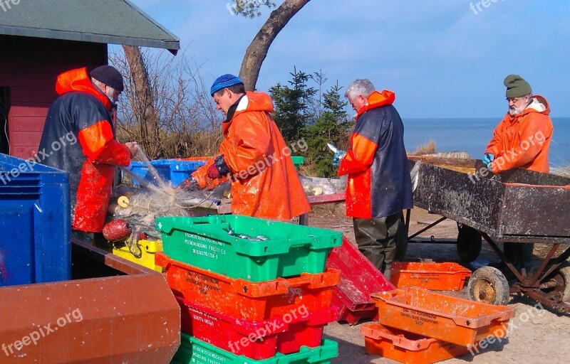 Fisherman Herring Fishing Fish From The Nets Peel Baltic Sea Oilskin Red