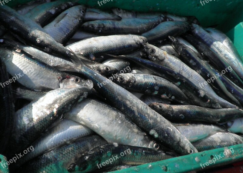 Herring Fish Food Freshly Caught Fishing