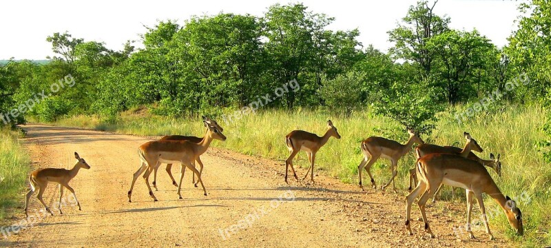 Kruger National Park South Africa Impala Free Photos