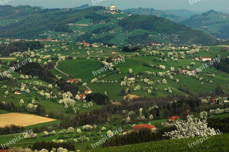 Blossom Mostviertel Austria Free Photos