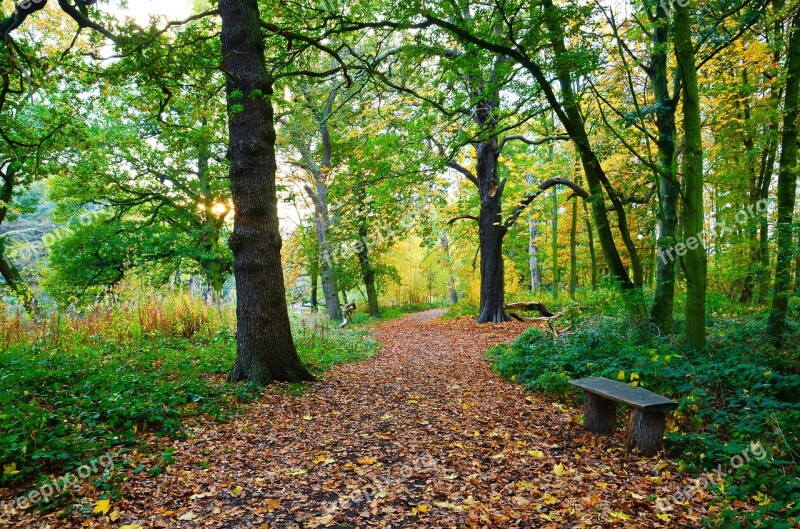 Forest Alley Lane Foliage Spacer