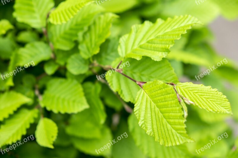 Leaf Spring Hazelnut Hazelnut Leaf Green