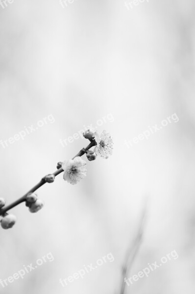 Plum Spring White Plum Blossoms Plum Blossoms White Flowers