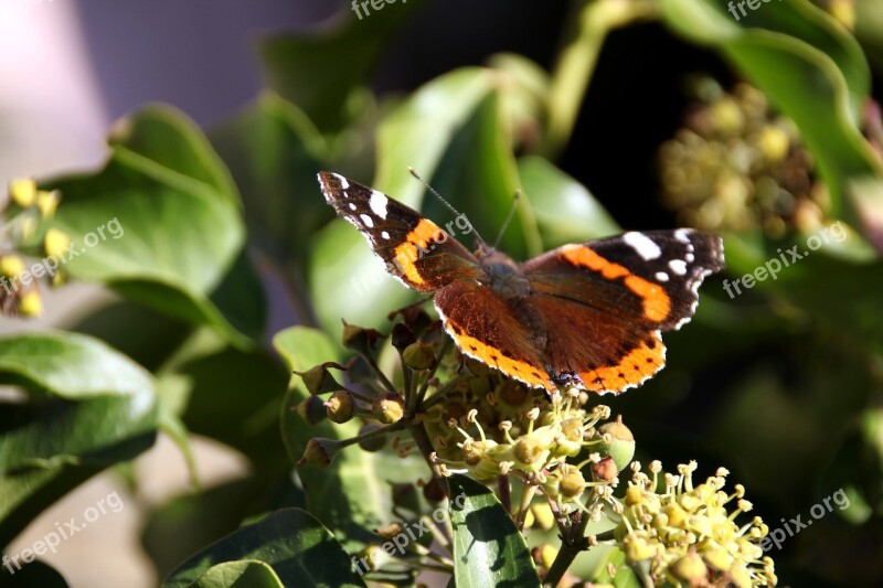 Butterfly Sun Leaves Public Record Nature