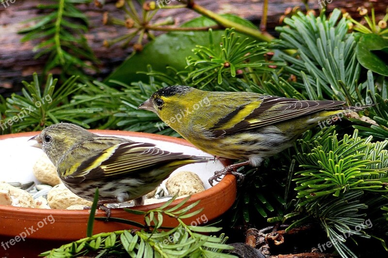 Bird Cape Canary Male And Female Serinus Food Bowl