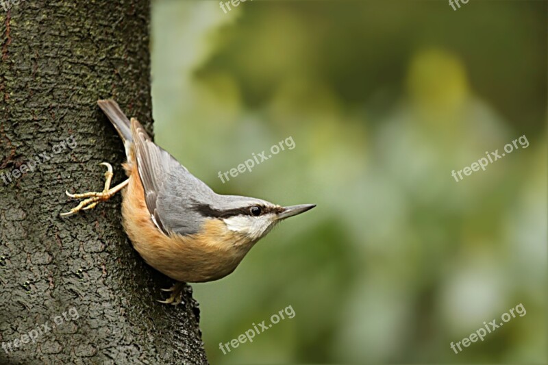 Bird Kleiber Sitta Europaea Log Garden