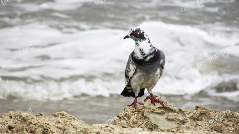 Wild Pigeon Bird Nature Animal Freedom