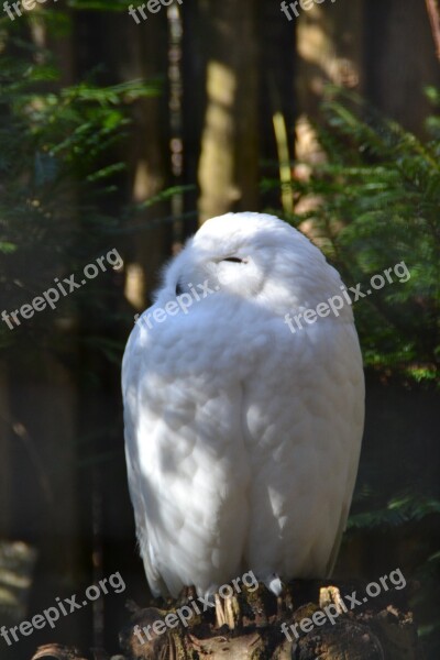 Snowy Owl Zoo Bird Wild Animal Snow