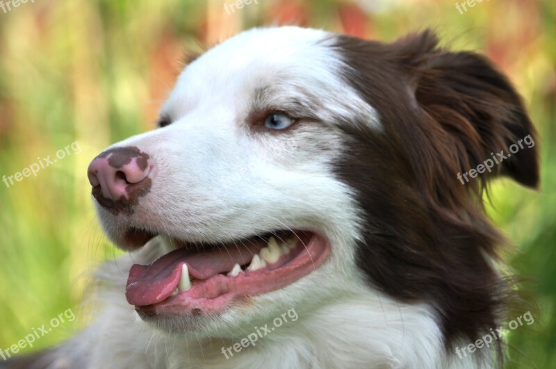 Border Collie Muzzle Sight Dog Pet