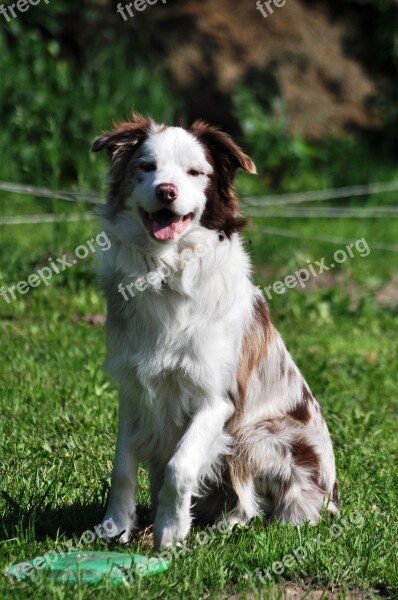 Border Collie Buster Portrait Dog Free Photos