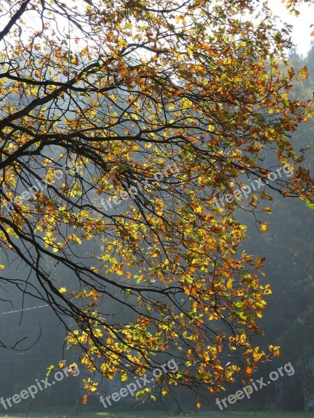 Tree Konary Nature Foliage Autumn