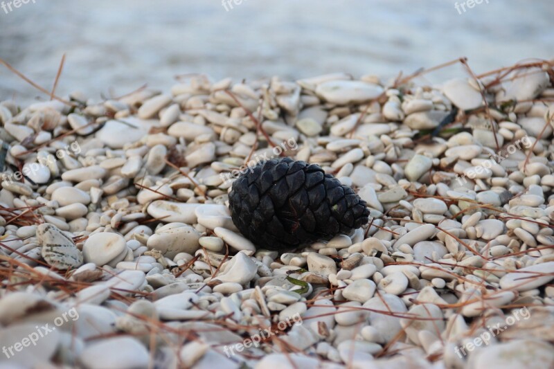 Beach Rocks Pebbles Pine Cone Water