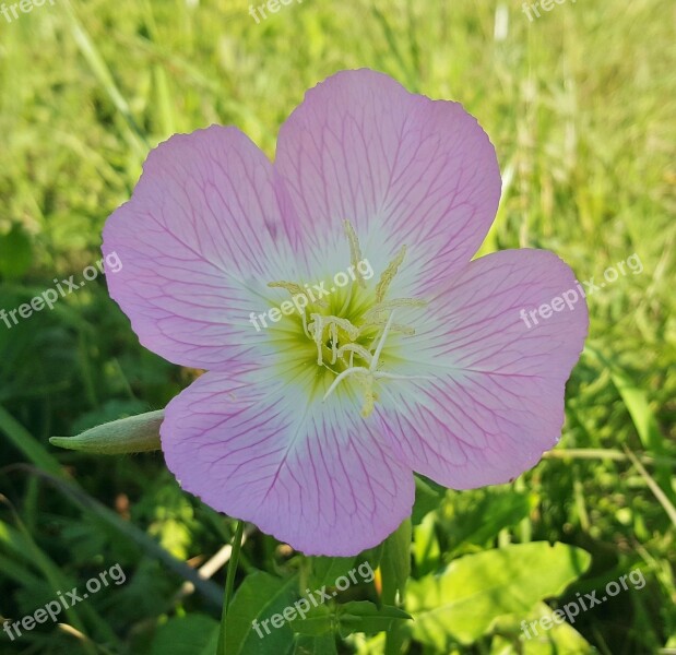 Primrose Evening Primrose Mexican Evening Primrose Pinkladies Amapola