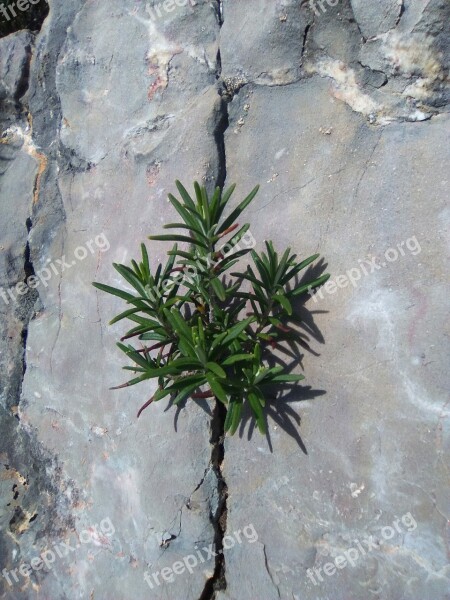 Crack Rosemary Survival Concepts Free Photos