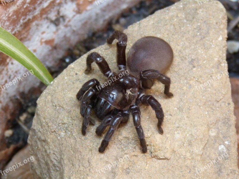 Spider Tarantula Arachnid Hairy Spider Free Photos