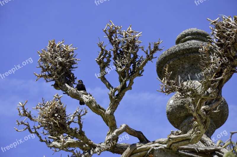 Blackbird Bird Sky Vase Blue Sky