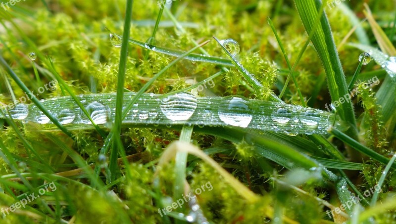 Dewdrop Morgentau Close Up Grass Drip