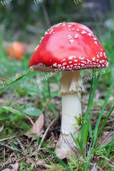 Fly Agaric Mushroom Red Forest Red Fly Agaric Mushroom