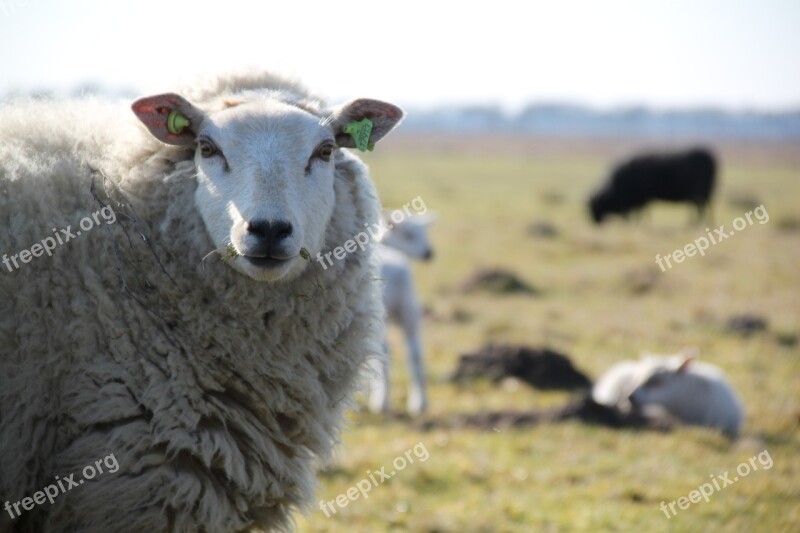 Sheep Drenthe Lamb Herd Heide