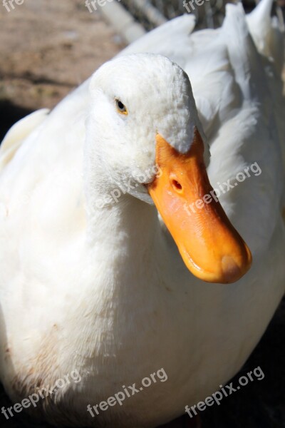 Duck Pekin White Older Bill