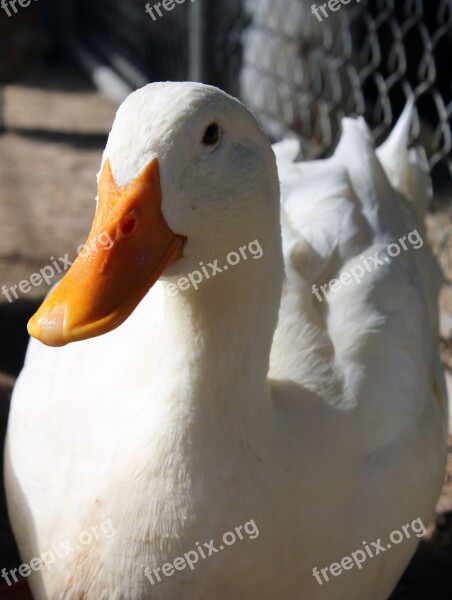 Duck Pekin White Older Bill