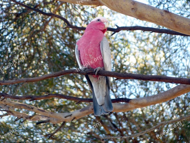 Galah Cockatoo Birds Pink Parrot