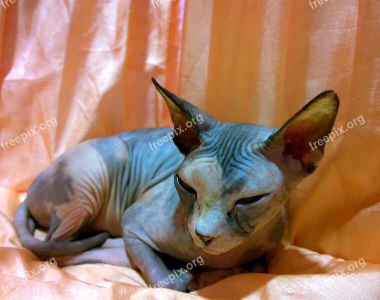 Sphynx Cat Resting Hairless Domestic Pet