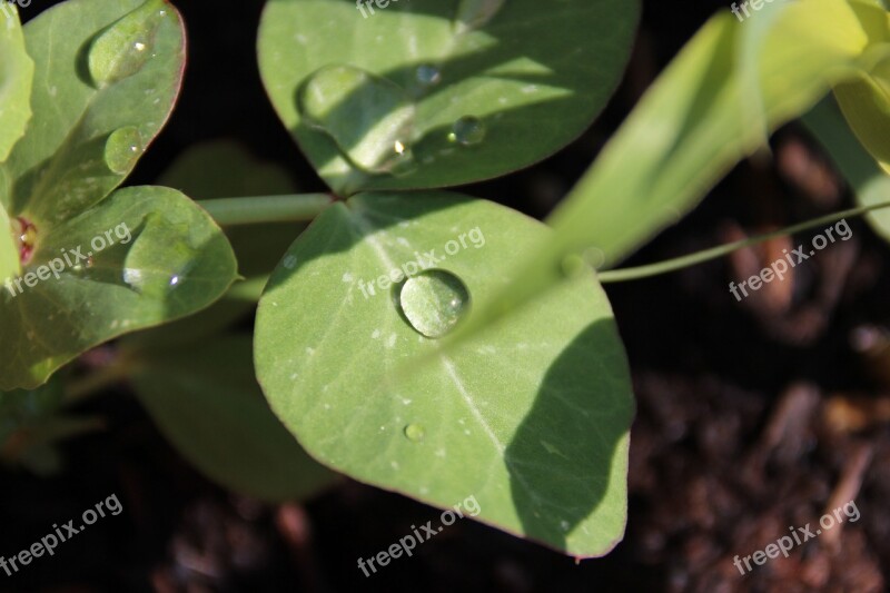 Plant Leaf Dew Drop Green