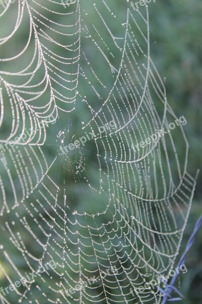 Web Spider Dew Nature Morning