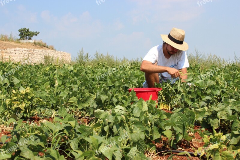 Garden Gardener Picking Gardening Plant