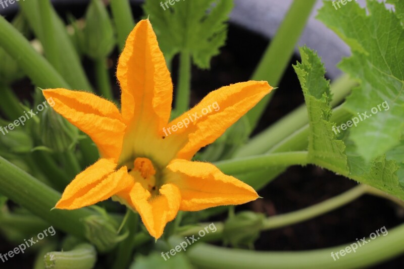 Zucchini Flower Garden Flowering Green