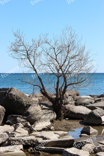 Tree Water Lake Rocks Shore