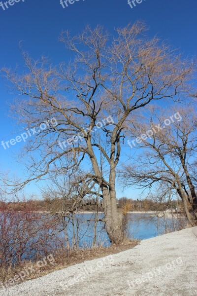 Tree Bare Season Sky Nature