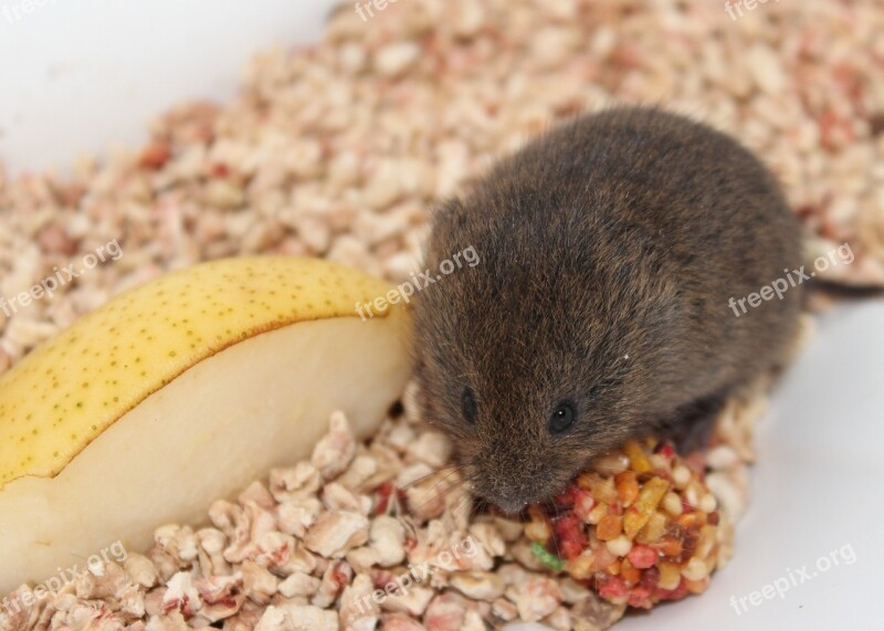 Mouse Field Mouse Animal Mice Nature