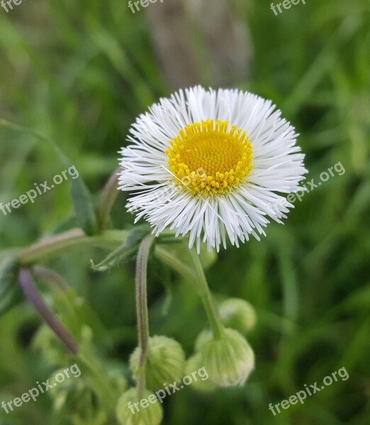 Daisy Fleabane Fleabane Flower Wildflower Flora