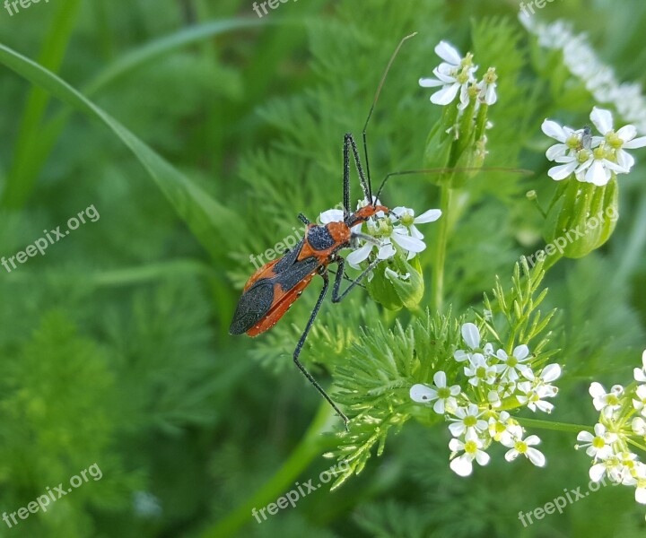 Milkweed Assassin Bug Assassin Bug Insect Close Up Arthropods