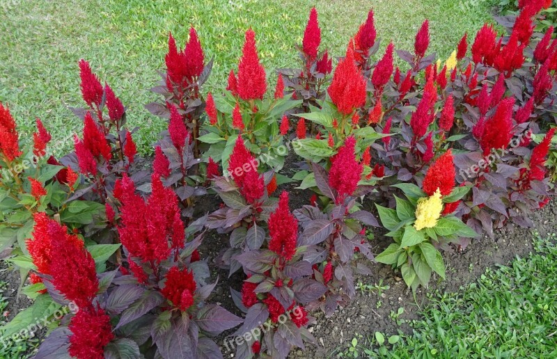 Cockscomb Flower Bed Flora Ornamental