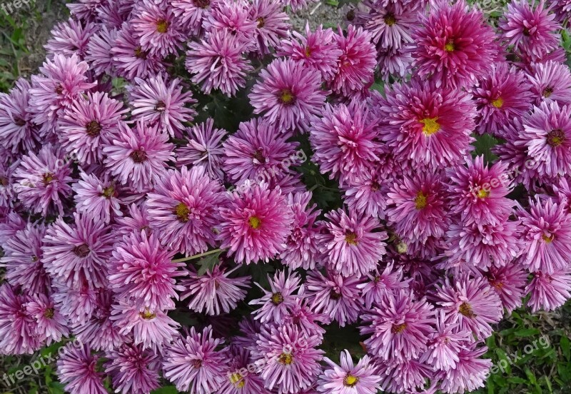 Chrysanthemum Asteraceae Sevanthi Flower Flora