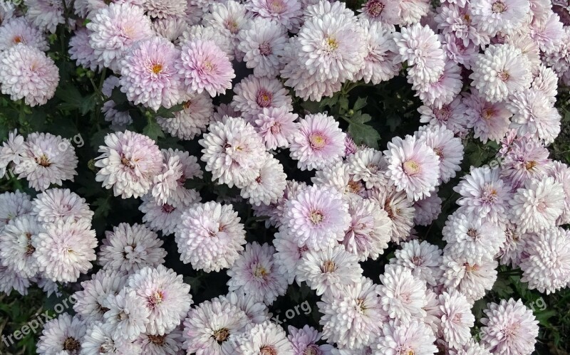 Chrysanthemum Asteraceae Sevanthi Flower Flora