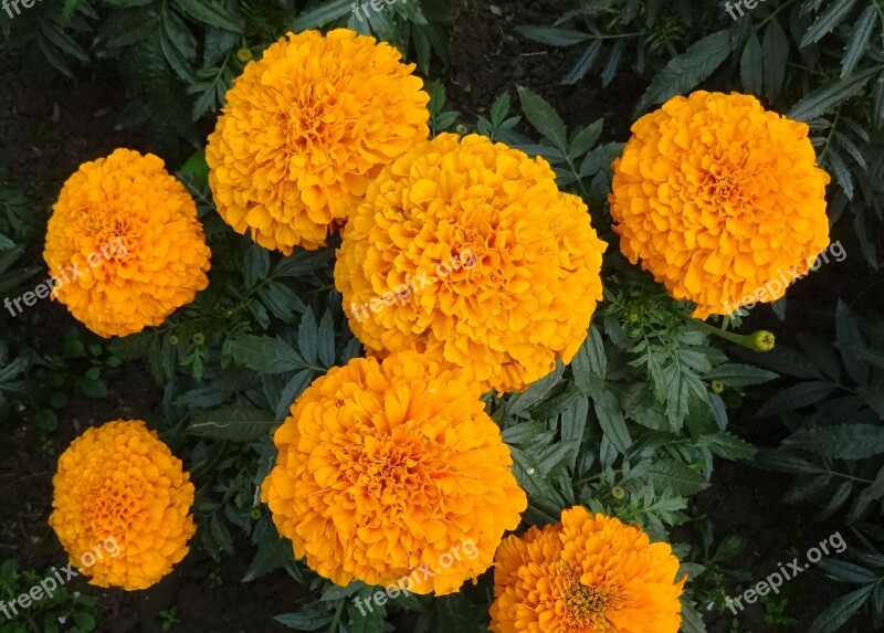 Marigold Flower Yellow Genda Jhenduphool