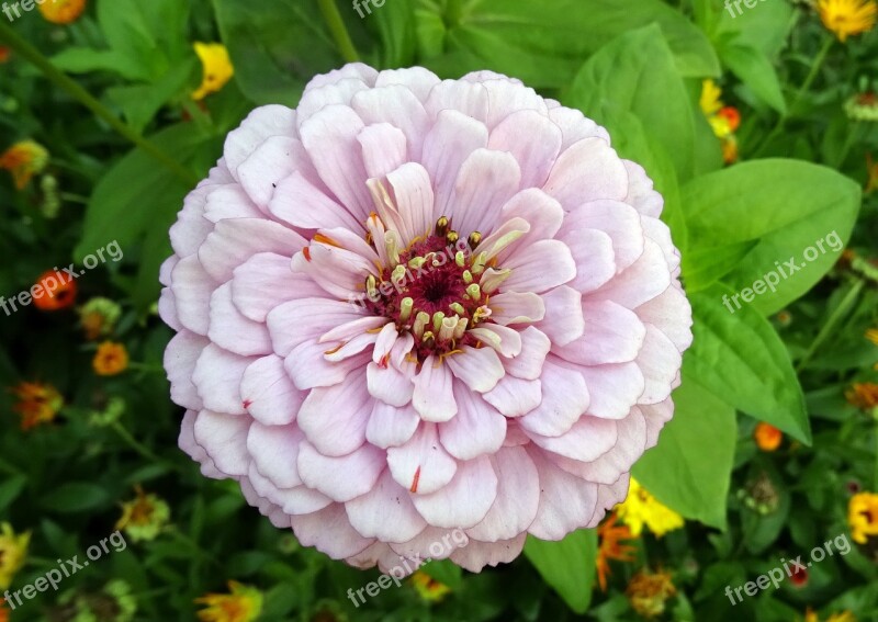 Zinnia Flower Flora Plant Garden