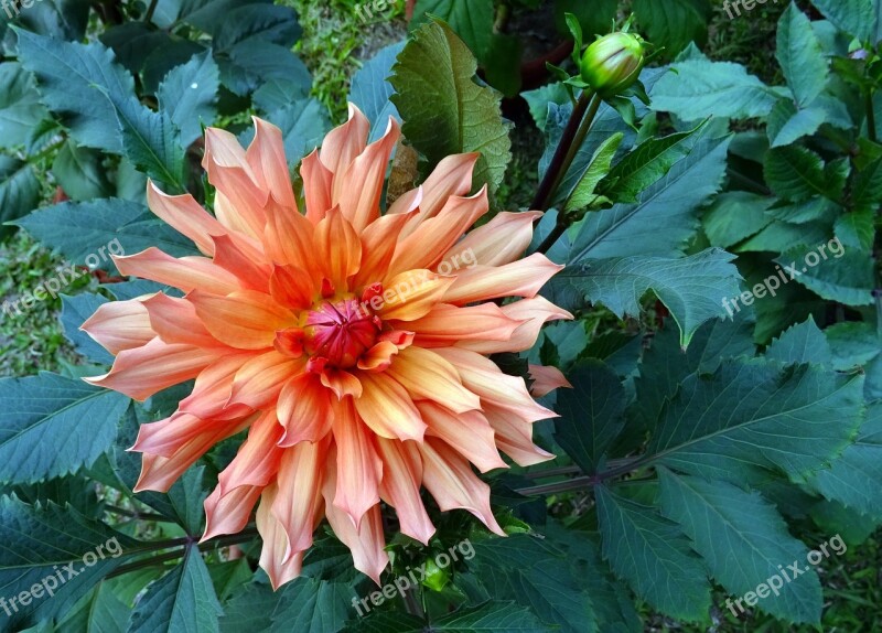 Dahlia Flower Flora Plant Garden