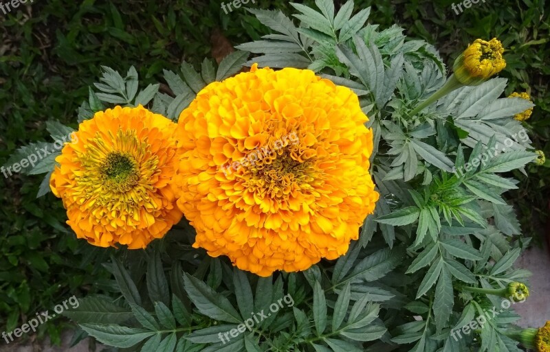 Marigold Flower Yellow Genda Jhenduphool